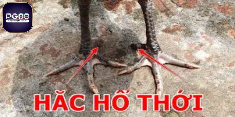 Gà hắc hổ thới là dòng gà gì?