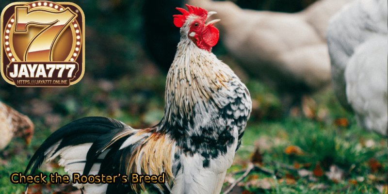 Check-the-Roosters-Breed