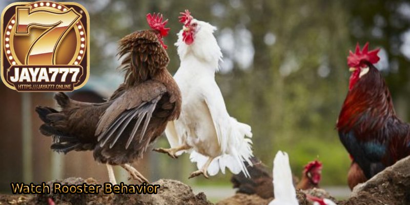 Watch-Rooster-Behavior