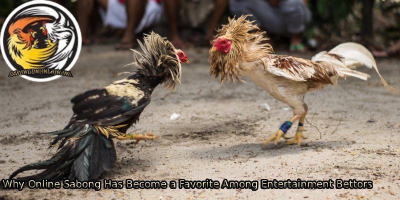 Why-Online-Sabong-Has-Become-a-Favorite-Among-Entertainment-Bettors.