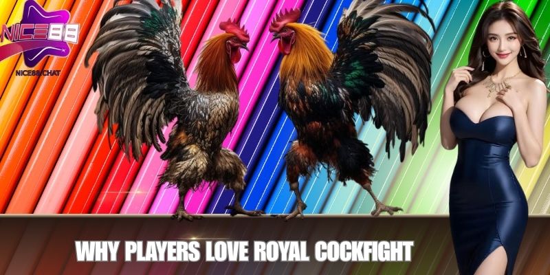 Why Players Love Royal Cockfight